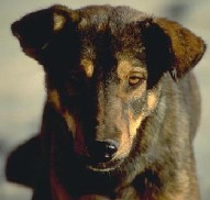 Aspectos &eacute;ticos de la experimentaci&oacute;n con animales.